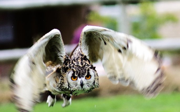 owl-in-flight